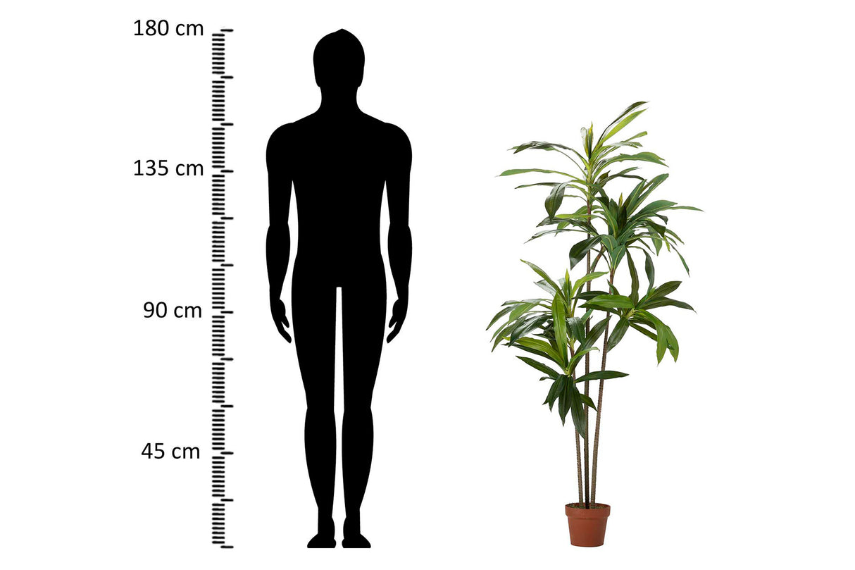 Dracaena Fragances 70x70x160 cm