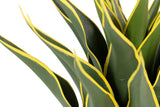 PLANTA AGAVE ATENUATA 50x50x60 CM