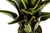 PLANTA AGAVE ATENUATA 50x50x60 CM