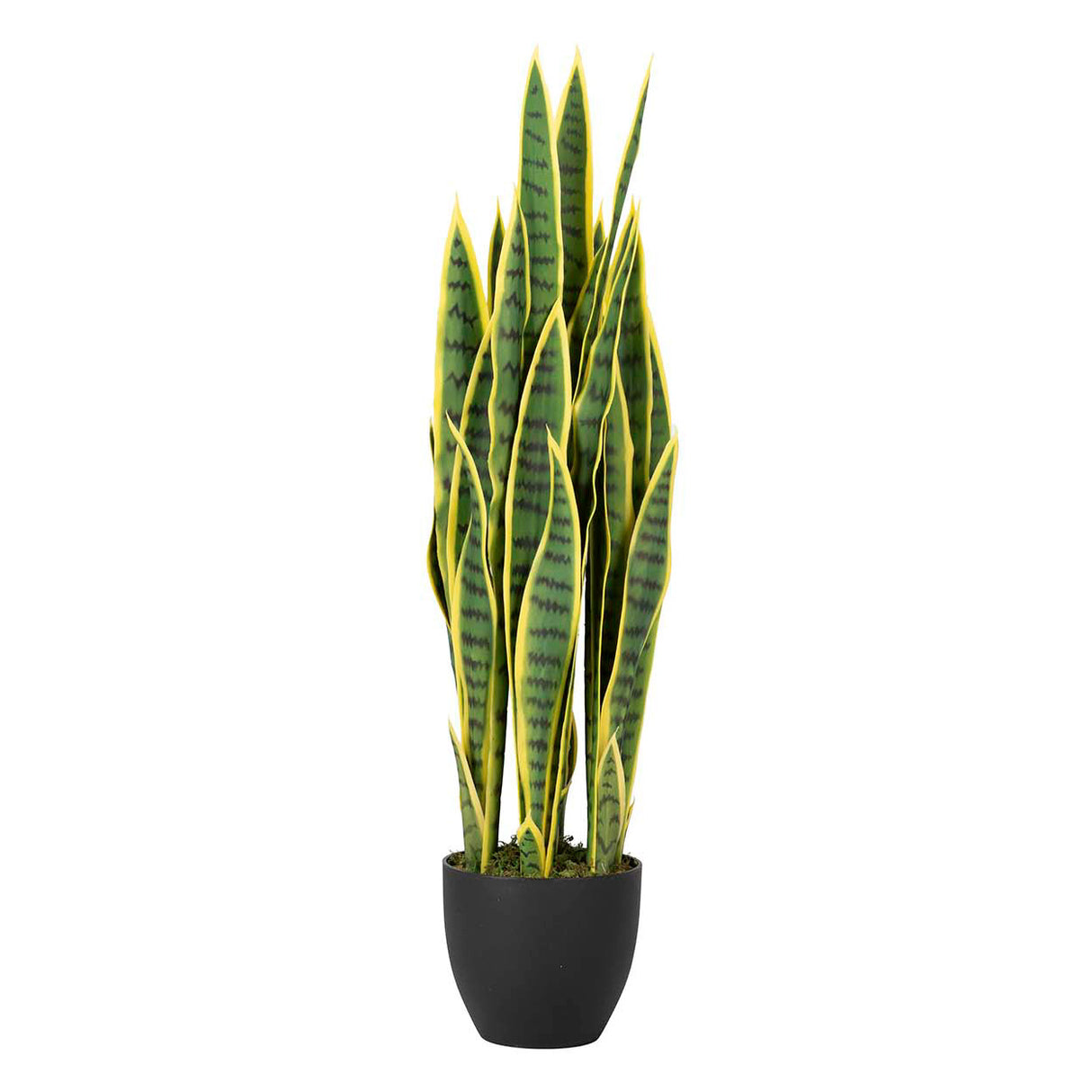 Sansewieria trifasciata planta 25x25x85 cm