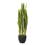 Sansewieria trifasciata planta 25x25x85 cm