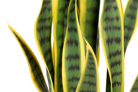 PLANTA SANSEWIERIA TRIFASCIATA 40x18x70 CM