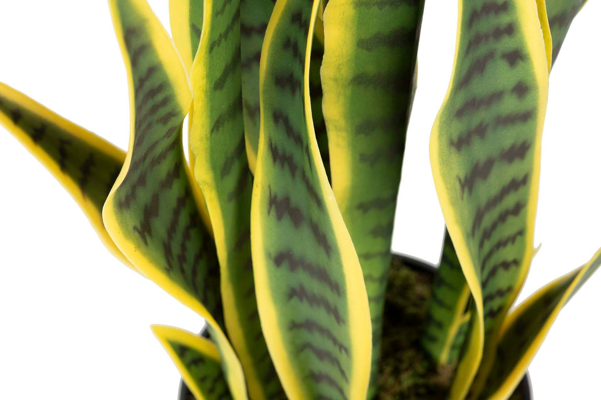 Sansewieria Trifasciata Plant 40x18x70 cm