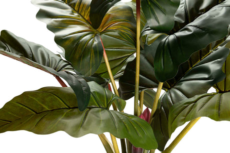 PLANTA COLOCASIA ESCULENTA 130x130x165 CM