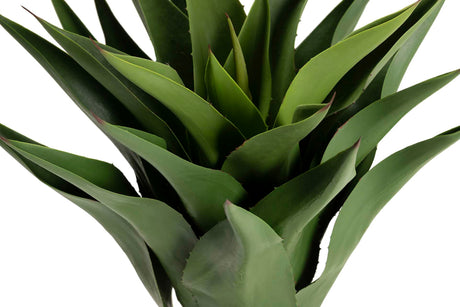 PLANTA AGAVE ATTENUATA 75x75x82 CM