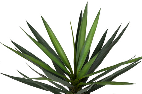 PLANTA YUCCA CON MACETA 70x70x70 CM