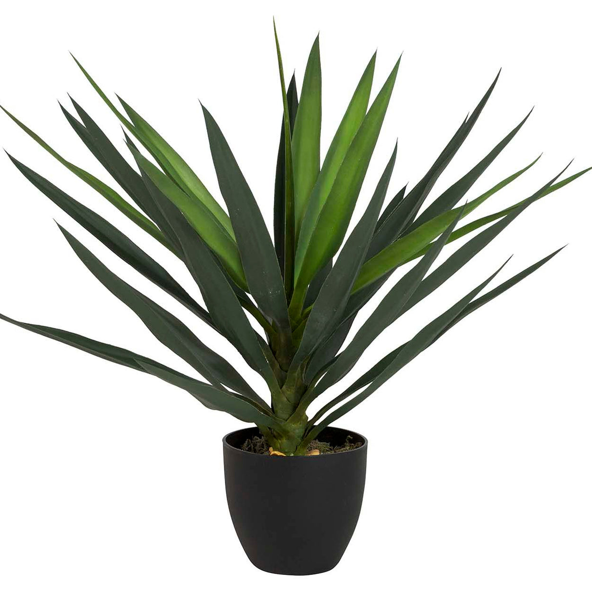 Planta de Yucca com panela 70x70x70 cm