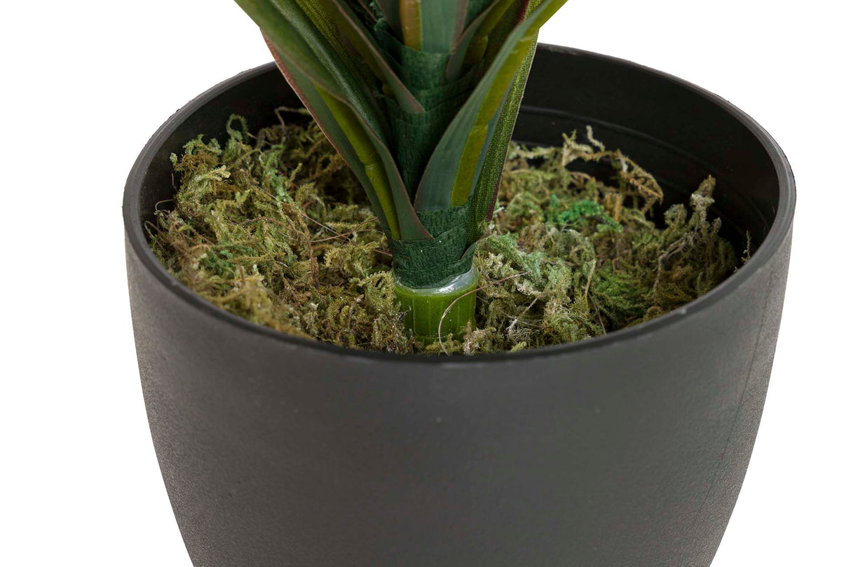 PLANTA YUCCA CON MACETA 58x58x58 CM