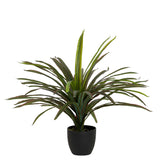 Planta Yucca com 58x58x58 cm de panela