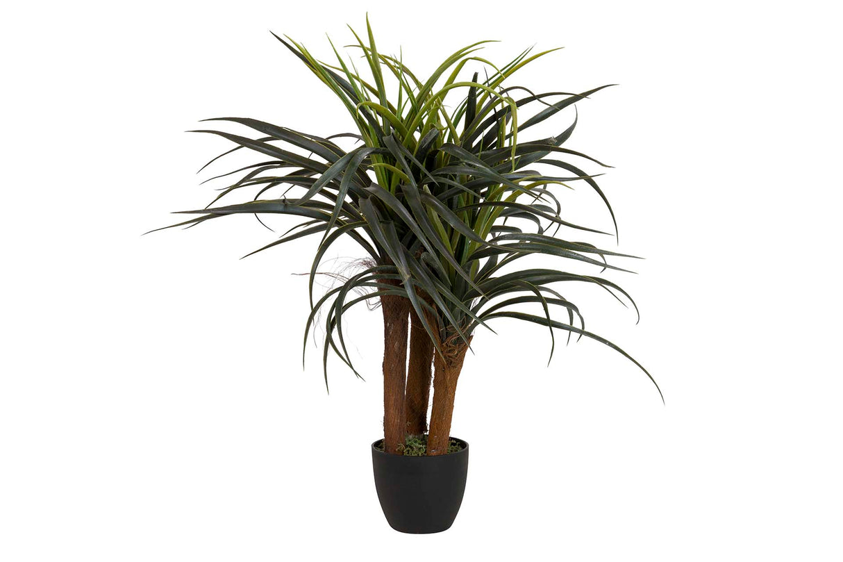 PLANTA YUCCA CON MACETA 58x58x58 CM