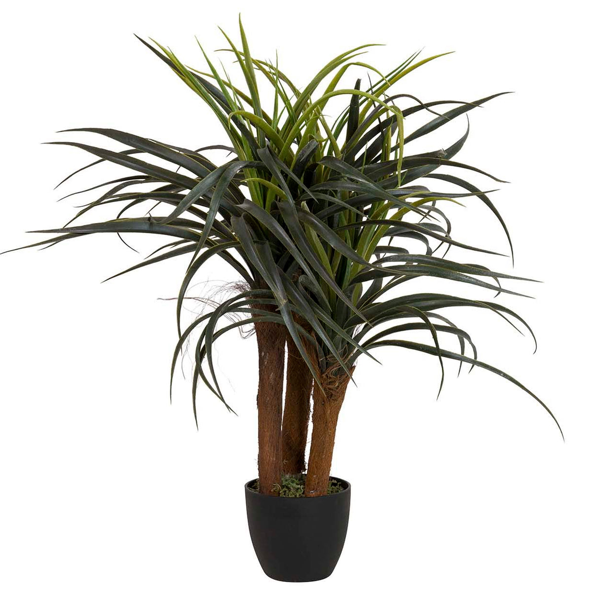 Planta Yucca com 58x58x58 cm de panela