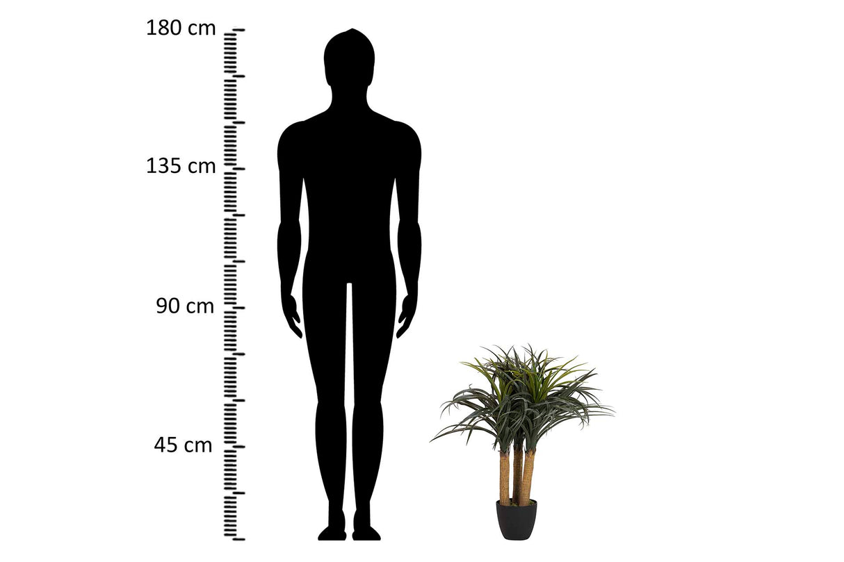 PLANTA NOLINA RECURVATA CON MACETA 60x60x75 CM