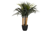 PLANTA NOLINA RECURVATA CON MACETA 60x60x75 CM