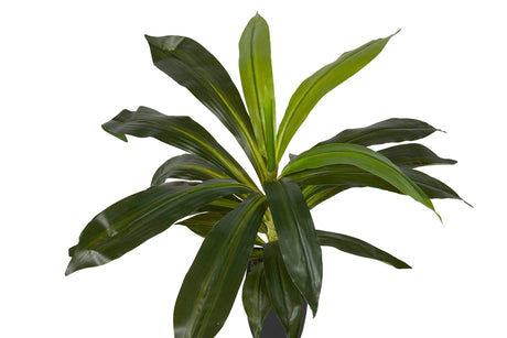 PLANTA DRACAENA FRAGRANS CON MACETA 55x55x55 CM