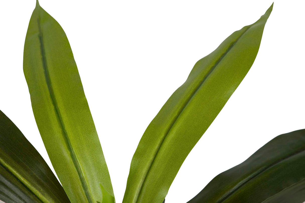 PLANTA DRACAENA FRAGRANS CON MACETA 55x55x55 CM