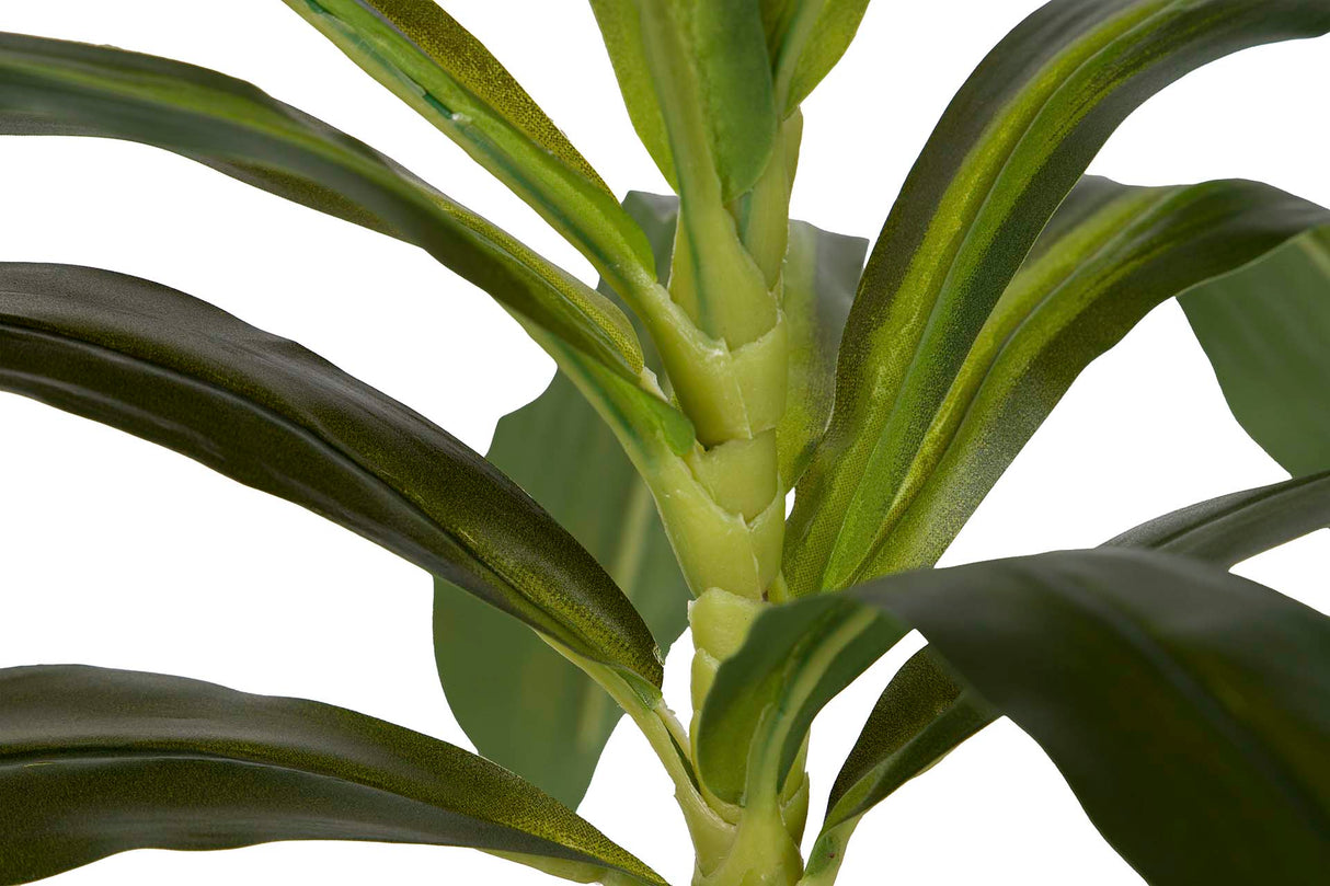 PLANTA DRACAENA FRAGRANS CON MACETA 55x55x55 CM