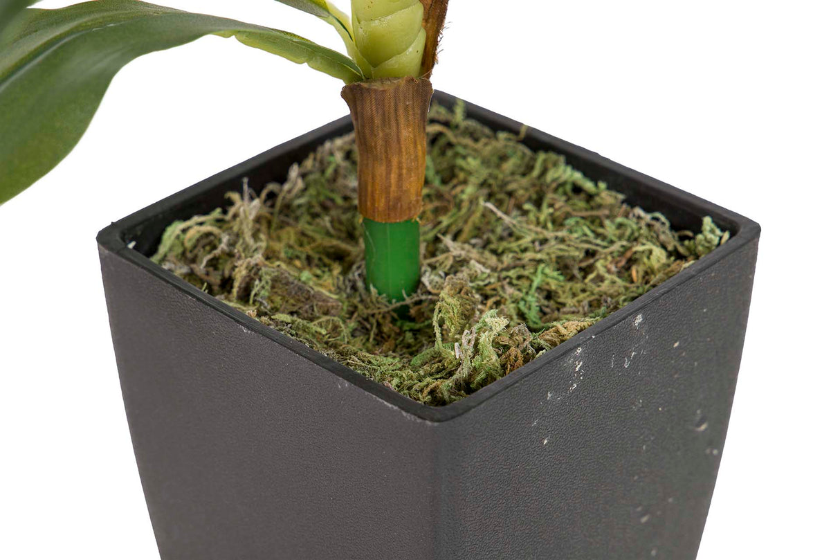 PLANTA DRACAENA FRAGRANS CON MACETA 55x55x55 CM