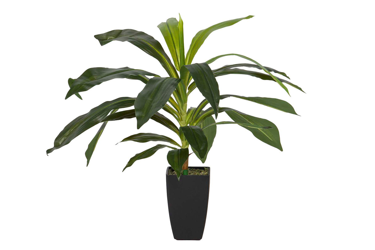 PLANTA DRACAENA FRAGRANS CON MACETA 55x55x55 CM