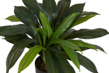 PLANTA DRACAENA FRAGRANS CON MACETA 55x55x55 CM