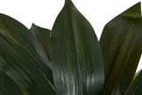 PLANTA DRACAENA FRAGRANS CON MACETA 55x55x55 CM