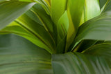 PLANTA DRACAENA FRAGRANS CON MACETA 55x55x55 CM