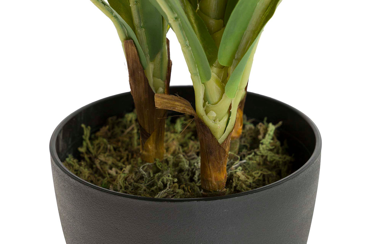 PLANTA DRACAENA FRAGRANS CON MACETA 55x55x55 CM