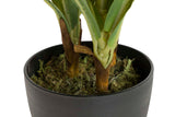 PLANTA DRACAENA FRAGRANS CON MACETA 55x55x55 CM