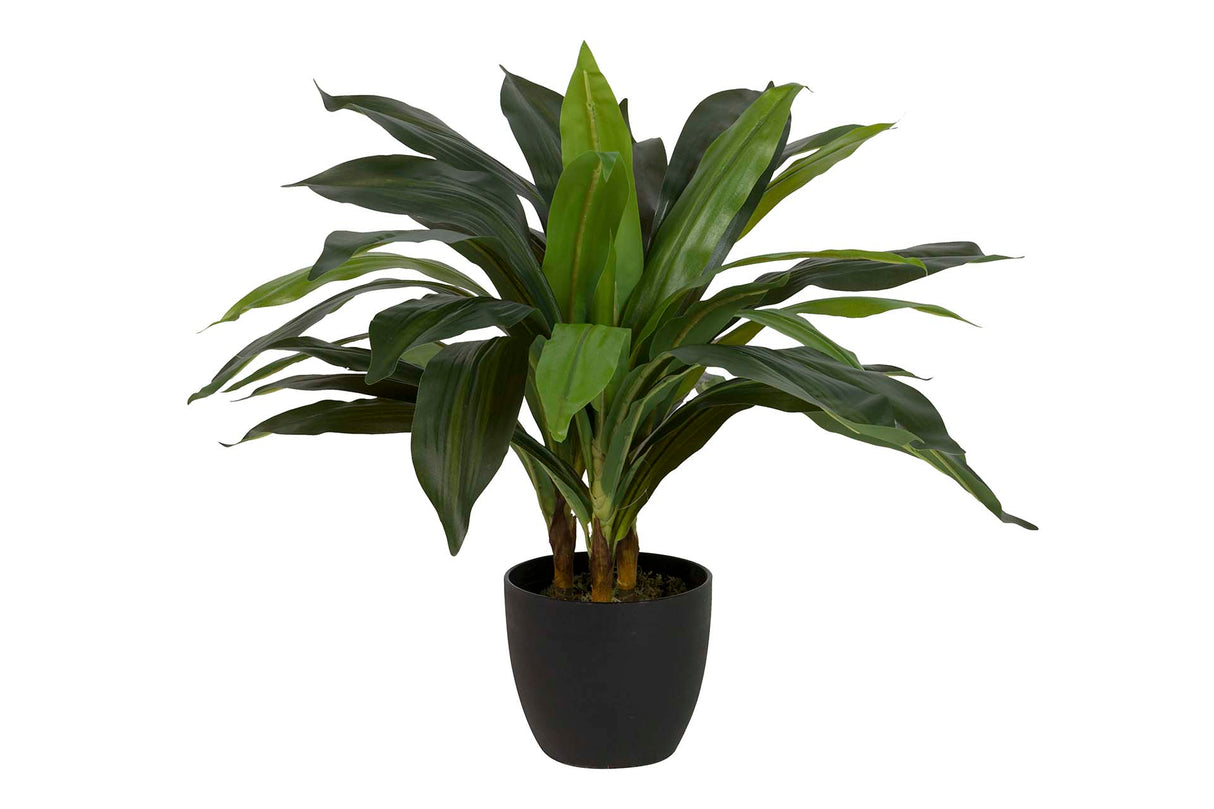 PLANTA DRACAENA FRAGRANS CON MACETA 55x55x55 CM