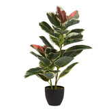 Dieffenbachia maculata 50x50x85 cm