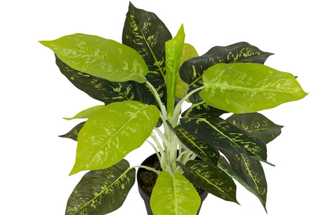 PLANTA DIEFFENBACHIA MACULATA 44x44x48 CM