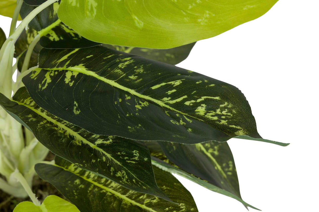 PLANTA DIEFFENBACHIA MACULATA 44x44x48 CM