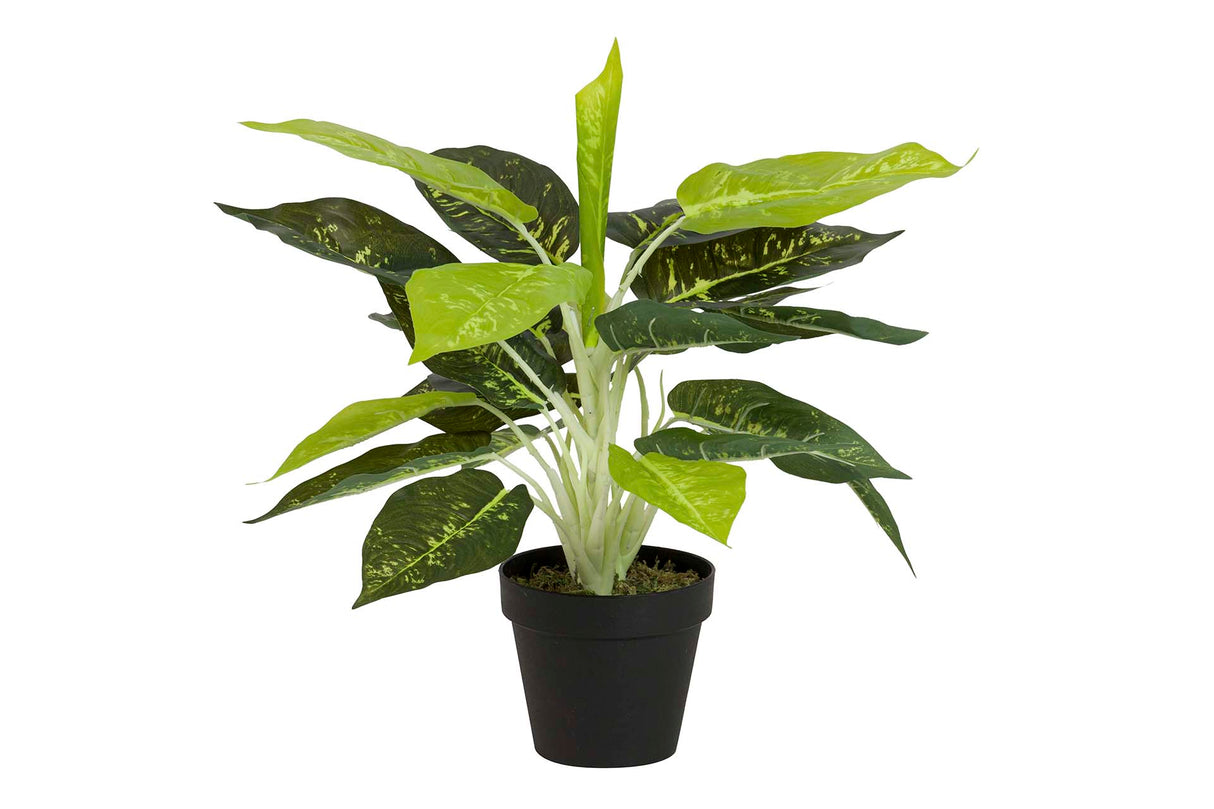 PLANTA DIEFFENBACHIA MACULATA 44x44x48 CM