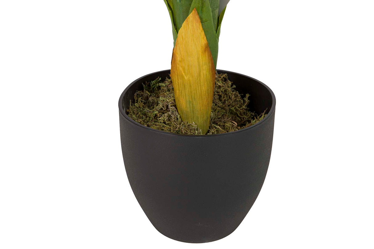 PLANTA DIEFFENBACHIA DOTIED 55x55x100 CM