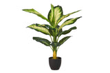 PLANTA DIEFFENBACHIA DOTIED 55x55x100 CM