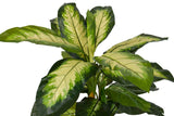 PLANTA DIEFFENBACHIA DOTIED CON MACETA 55x55x130CM