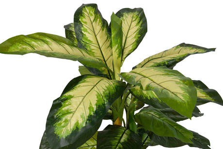 PLANTA DIEFFENBACHIA DOTIED CON MACETA 55x55x130CM