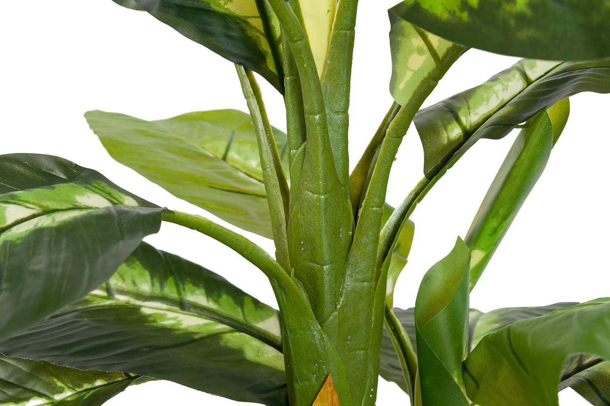 PLANTA DIEFFENBACHIA DOTIED CON MACETA 55x55x130CM