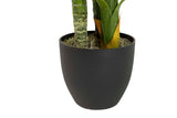 PLANTA DIEFFENBACHIA DOTIED CON MACETA 55x55x130CM