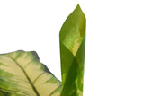 PLANTA DIEFFENBACHIA DOTIED CON MACETA 60x60x90 CM