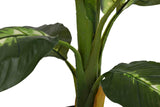 PLANTA DIEFFENBACHIA DOTIED CON MACETA 60x60x90 CM