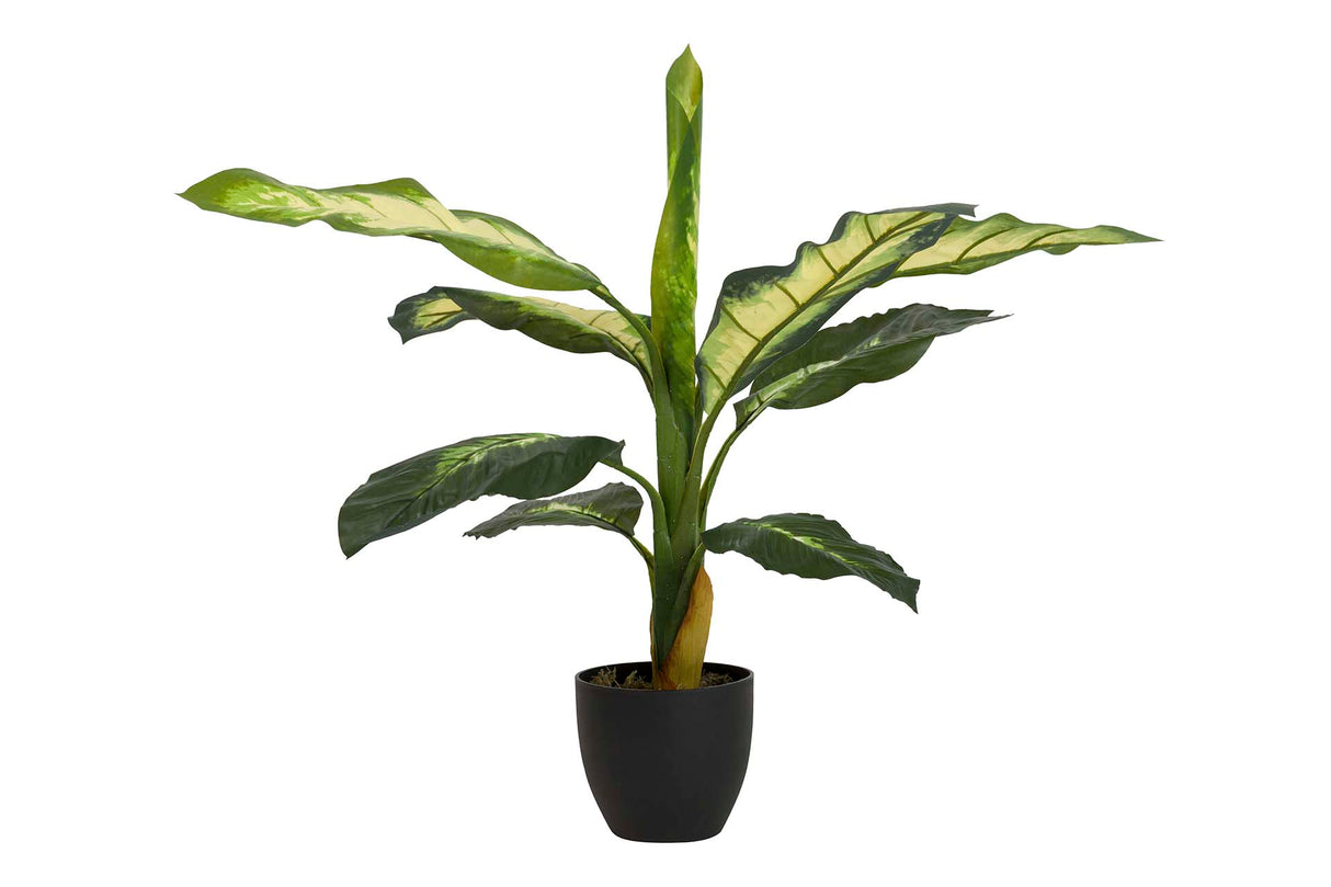 PLANTA DIEFFENBACHIA DOTIED CON MACETA 60x60x90 CM