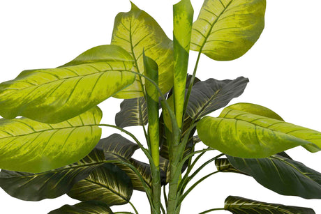 PLANTAQ DIEFFENBACHIA CON MACETA 60x60x100 CM