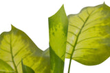 PLANTAQ DIEFFENBACHIA CON MACETA 60x60x100 CM