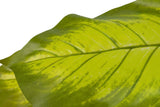 PLANTAQ DIEFFENBACHIA CON MACETA 60x60x100 CM