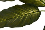 PLANTAQ DIEFFENBACHIA CON MACETA 60x60x100 CM