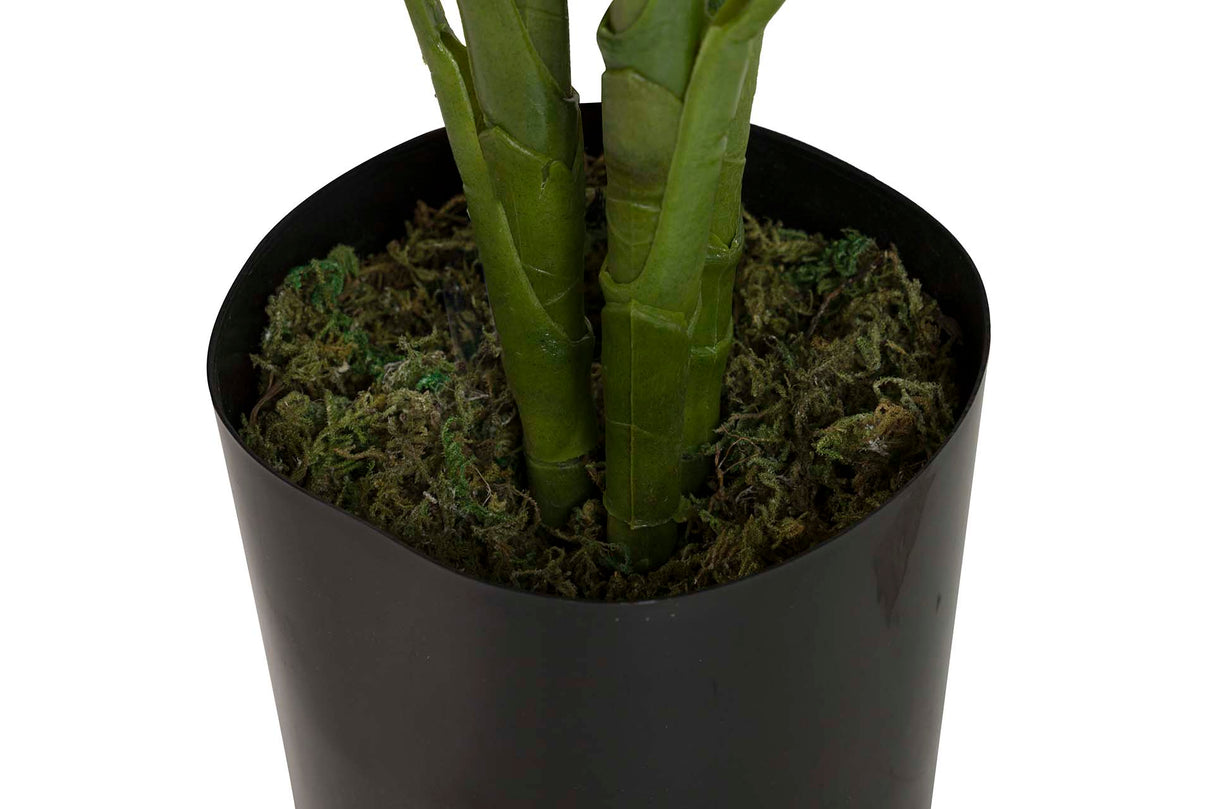 PLANTAQ DIEFFENBACHIA CON MACETA 60x60x100 CM