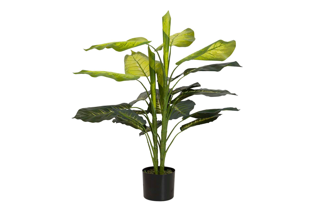 PLANTAQ DIEFFENBACHIA CON MACETA 60x60x100 CM