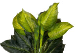 PLANTA DIEFFENBACHIA CON MACETA 65x65x113 CM