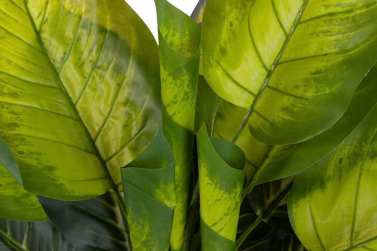 PLANTA DIEFFENBACHIA CON MACETA 65x65x113 CM