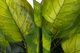 PLANTA DIEFFENBACHIA CON MACETA 65x65x113 CM